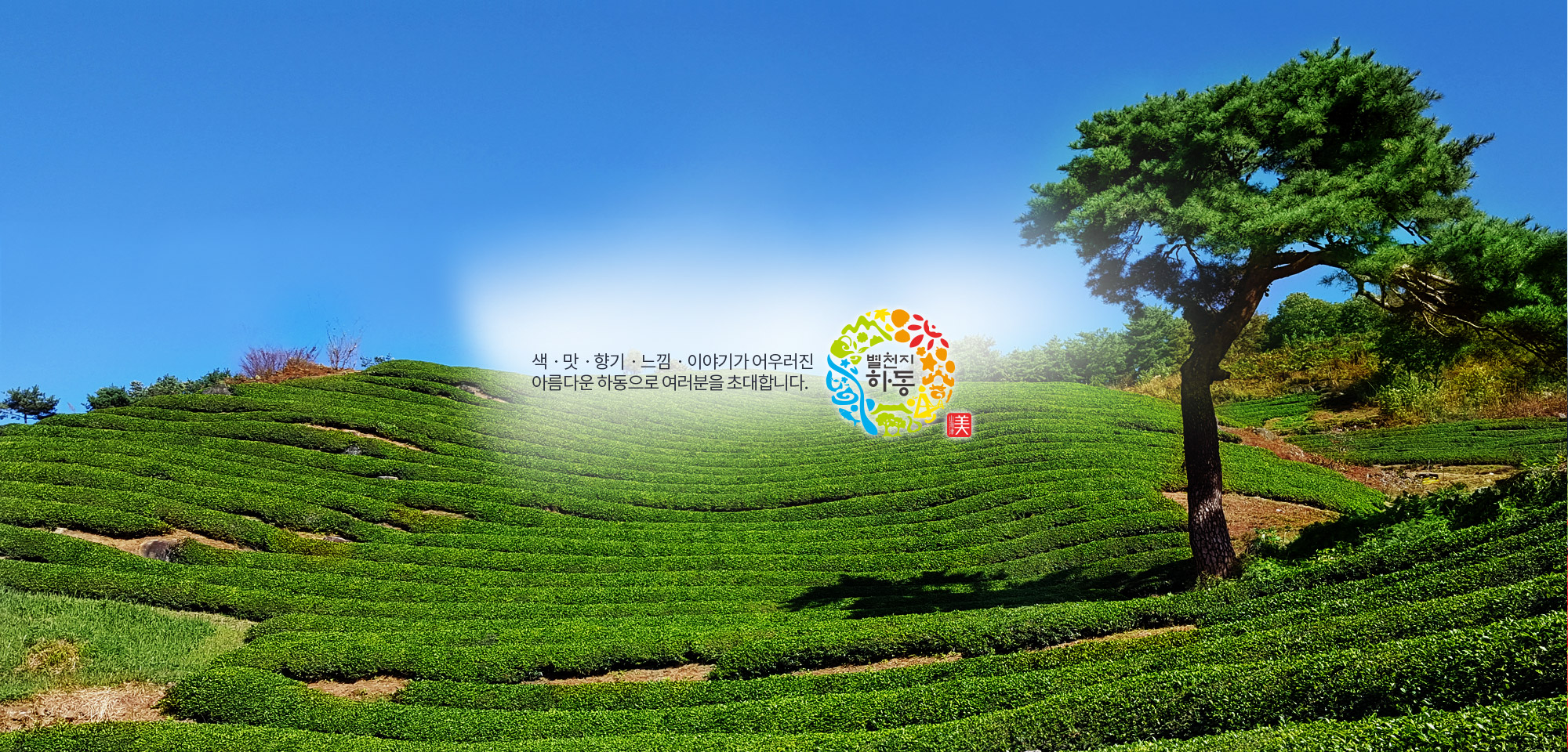 Hadong tea field